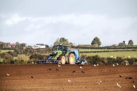 Study reveals which bird deterrents actually protect crops