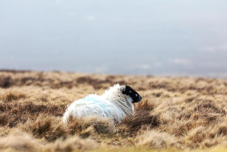  €500m restoration bill for blanket bog likely as State to scope out new funds 