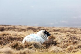  €500m restoration bill for blanket bog likely as State to scope out new funds 