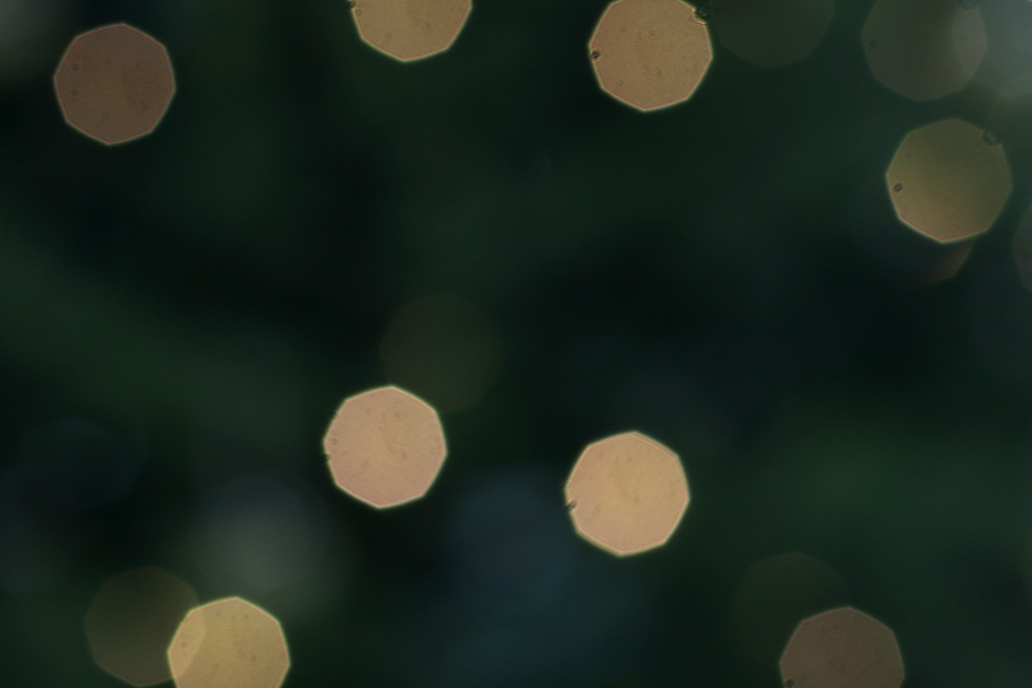 designcentre_christmas_green_store.jpg#asset:3157