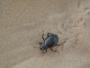 Klik om te vergroten De \'shitbugs\' die \'s nachts lekker onder ons bedje kropen