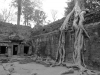 De wortels zaten helemaal door de tempel heen gegroeit