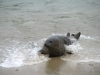 Klik om te vergroten Zeehond La Jolla