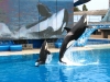 Klik om te vergroten Shamu\'s show Sea World San Diego