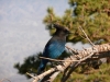 Mooie vogel (Palm Springs).