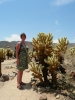 Klik om te vergroten Cholla cactussen in Yoshua Tree NP.