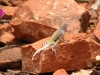 Hagedis (Sedona).