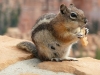 Eekhoorn (Bryce Canyon).