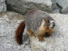 Klik om te vergroten Marmot (Yosemite NP)