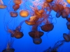 Klik om te vergroten Kwallen (Monterey zee-aquarium).