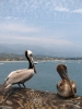 Klik om te vergroten Bruine pelicanen op de pier van Santa Barbara.