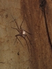 Met hele grote spinnen in de grot