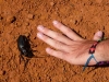 Alles is hier groot, planten, insecten..