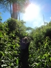 Esther door de jungle heen, Bolaven Plateau