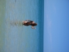 Klik om te vergroten De zeegodin komt het water uit, Koh Pha-ngan