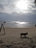Klik om te vergroten Sausage is prachtig in de zon! Koh Tao