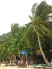 Klik om te vergroten Palmbomen in de wind, Koh Tao