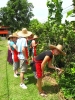 Klik om te vergroten De tuin in om kruiden te spotten. Chiang Mai