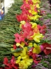 Klik om te vergroten Voor het moment worden nog heel veel bloemen neergelegd