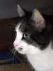Tijger poes