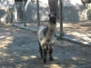 Lamaaaa