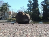 Raar beest in de dierentuin BA
