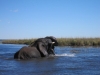 Klik om te vergroten Spelende olifanten in Chobe rivier