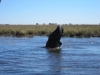 Klik om te vergroten Spelende olifant in Chobe rivier