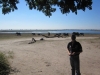 Klik om te vergroten Olifanten in Chobe park (Botswana)