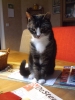 Onze Jerry loopt mank
