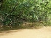 Jungle