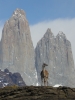 guanaco