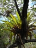 Los Volcanes El Refugio Plant in boom