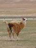 Tarija Tajzara Lama 1