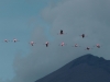 Tarija Tajzara vliegende flamingo