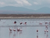 Tarija Tajzara wegvliegende flamingoos 1
