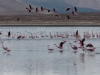Tarija Tajzara wegvliegende flamingoos 2