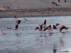 Tarija Tajzara wegvliegende flamingoos 3