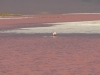 Klik om te vergroten Uyunitour, broedende flamingo in Laguna colorado