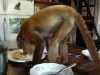 Klik om te vergroten Samaipata, eten met de dieren op tafel
