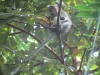 Klik om te vergroten Apen in \'t wild! Pulau Ubin