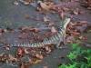 Klik om te vergroten Dat monster liep op straat!