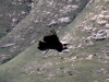 Samaipata, Condorhike, Condor closeup