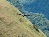 Samaipata, Condorhike, Condor op me af