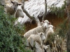 Sampaya, schapen