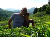 Klik om te vergroten Cees en Karina tussen de theestruiken - Cameron Highlands.