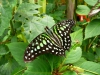Klik om te vergroten Vlindertuin - Cameron highlands.