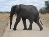 overstekende olifant