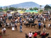 Veemarkt in Otavalo