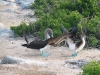 Klik om te vergroten Dansende blue footed boobies